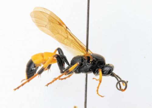 Réf. 263 842 : Ichneumon sp.